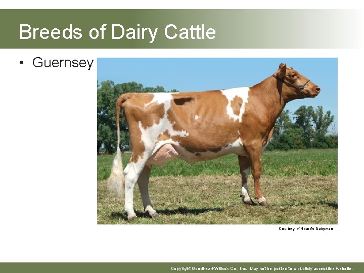 Breeds of Dairy Cattle • Guernsey Courtesy of Hoard’s Dairyman Copyright Goodheart-Willcox Co. , Breeds of Dairy Cattle • Guernsey Courtesy of Hoard’s Dairyman Copyright Goodheart-Willcox Co. ,