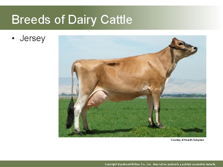 Breeds of Dairy Cattle • Jersey Courtesy of Hoard’s Dairyman Copyright Goodheart-Willcox Co. , Breeds of Dairy Cattle • Jersey Courtesy of Hoard’s Dairyman Copyright Goodheart-Willcox Co. ,