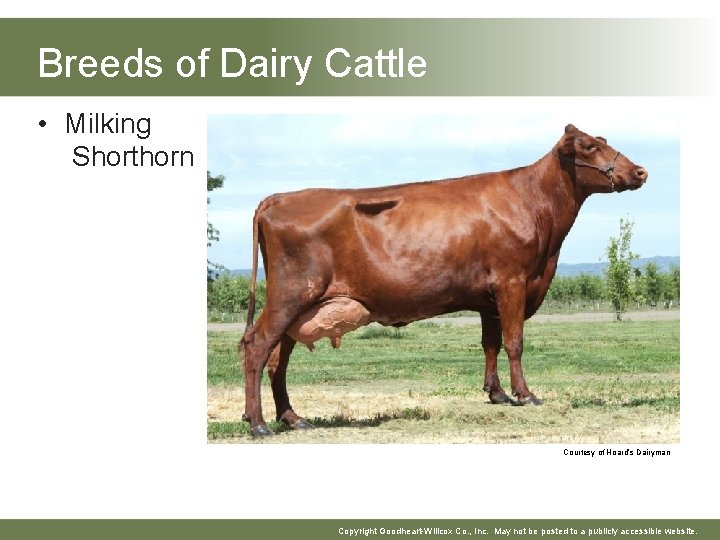 Breeds of Dairy Cattle • Milking Shorthorn Courtesy of Hoard’s Dairyman Copyright Goodheart-Willcox Co. Breeds of Dairy Cattle • Milking Shorthorn Courtesy of Hoard’s Dairyman Copyright Goodheart-Willcox Co.