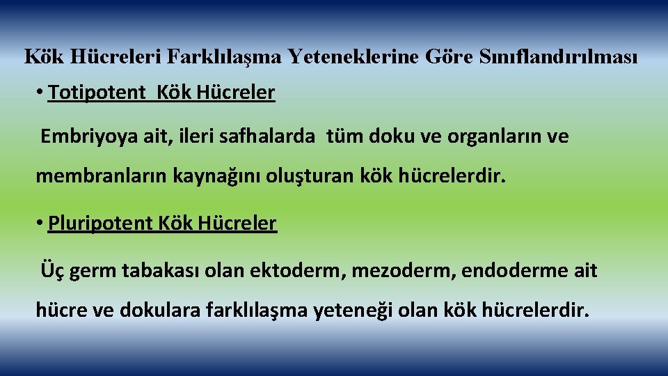 Kök Hücreleri Farklılaşma Yeteneklerine Göre Sınıflandırılması • Totipotent Kök Hücreler Embriyoya ait, ileri safhalarda