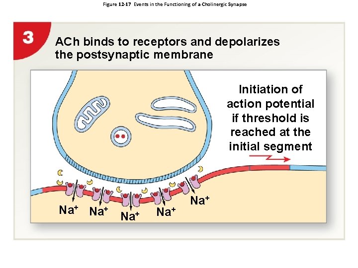 Figure 12 -17 Events in the Functioning of a Cholinergic Synapse ACh binds to