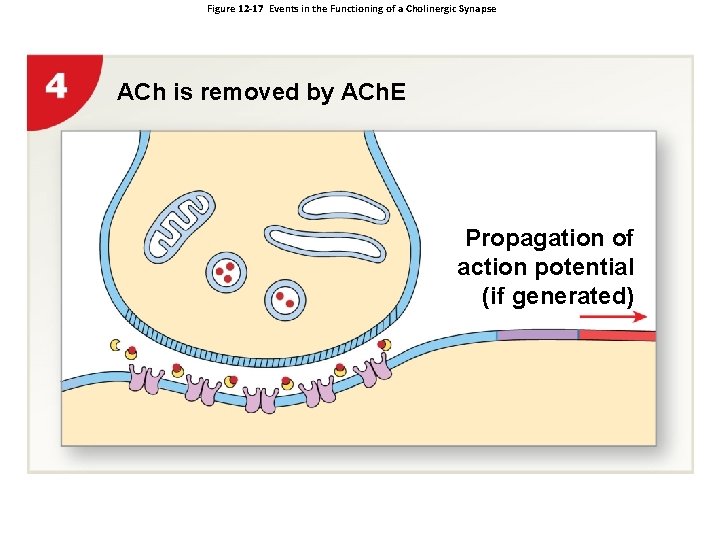 Figure 12 -17 Events in the Functioning of a Cholinergic Synapse ACh is removed