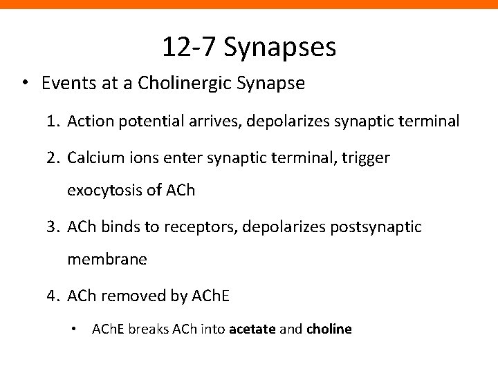 12 -7 Synapses • Events at a Cholinergic Synapse 1. Action potential arrives, depolarizes