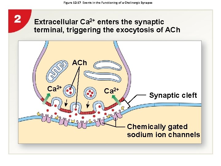 Figure 12 -17 Events in the Functioning of a Cholinergic Synapse Extracellular Ca 2+