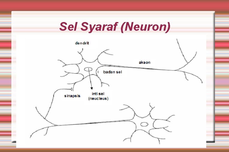 Jaringan Syaraf Tiruan Jst Jaringan Syaraf Biologis Otak