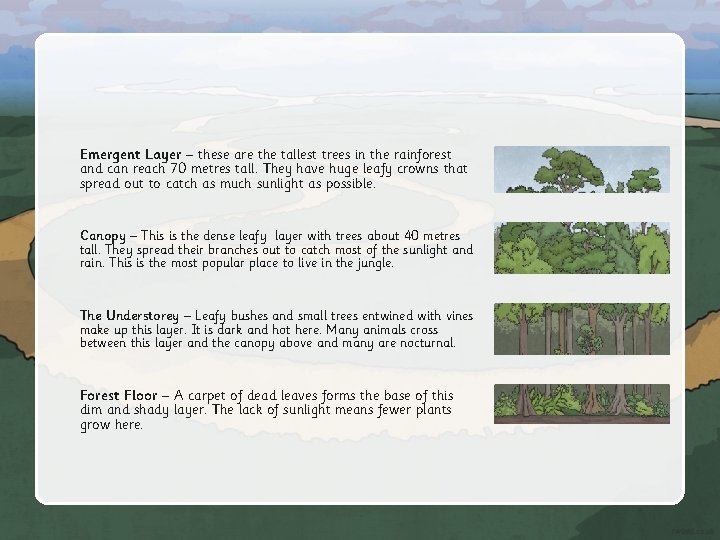 Emergent Layer – these are the tallest trees in the rainforest and can reach