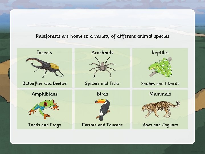 Rainforests are home to a variety of different animal species Insects Arachnids Reptiles Butterflies