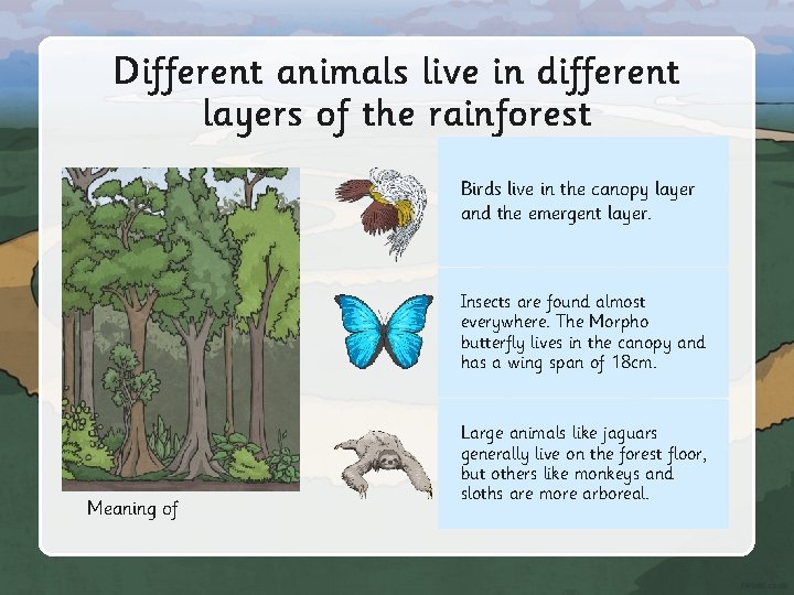 Different animals live in different layers of the rainforest Birds live in the canopy