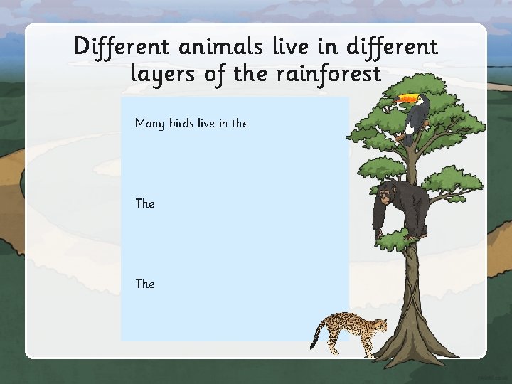 Different animals live in different layers of the rainforest Many birds live in the