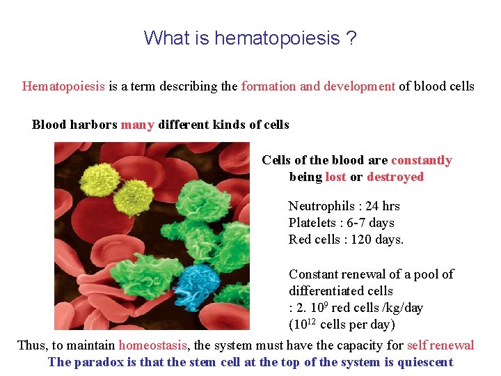 What is hematopoiesis ? Hematopoiesis is a term describing the formation and development of