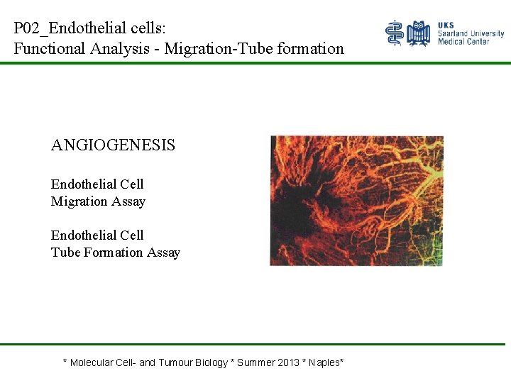 P 02_Endothelial cells: Functional Analysis - Migration-Tube formation ANGIOGENESIS Endothelial Cell Migration Assay Endothelial
