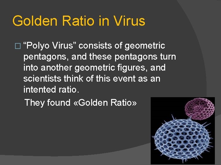 Golden Ratio in Virus � “Polyo Virus” consists of geometric pentagons, and these pentagons