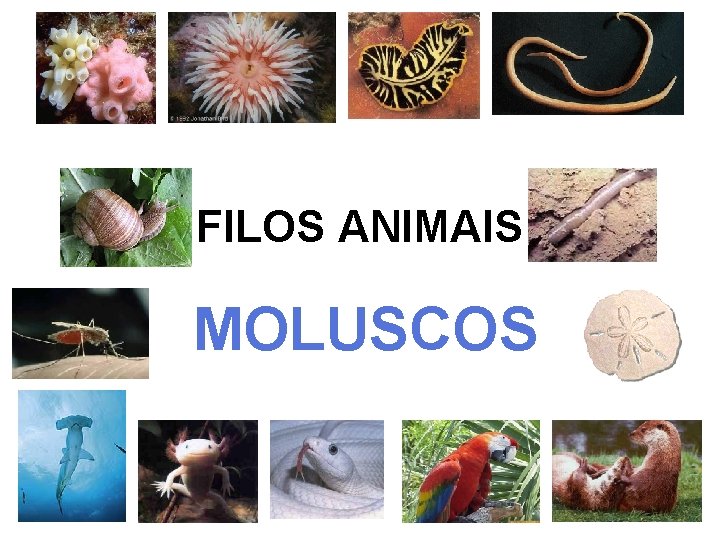 FILOS ANIMAIS MOLUSCOS 