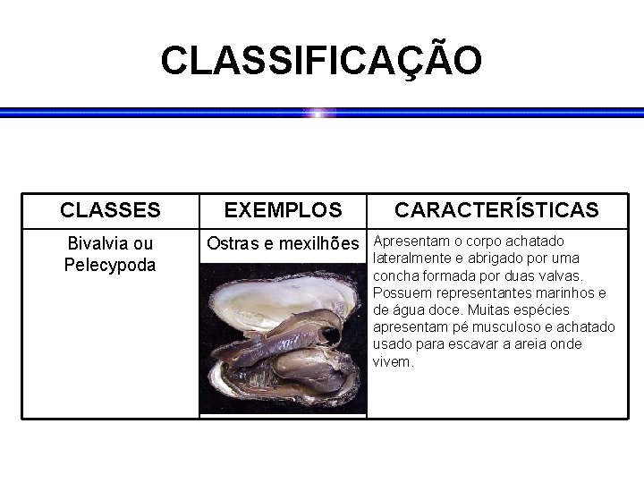 CLASSIFICAÇÃO CLASSES EXEMPLOS CARACTERÍSTICAS Bivalvia ou Pelecypoda Ostras e mexilhões Apresentam o corpo achatado