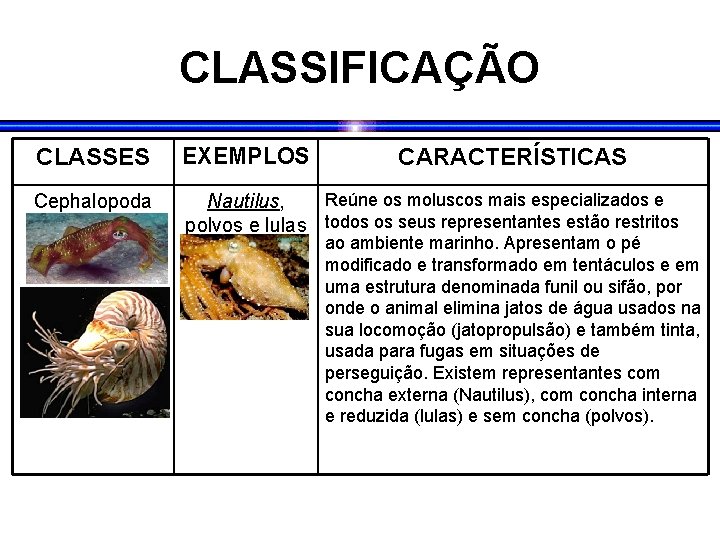 CLASSIFICAÇÃO CLASSES EXEMPLOS Cephalopoda Reúne os moluscos mais especializados e Nautilus, polvos e lulas