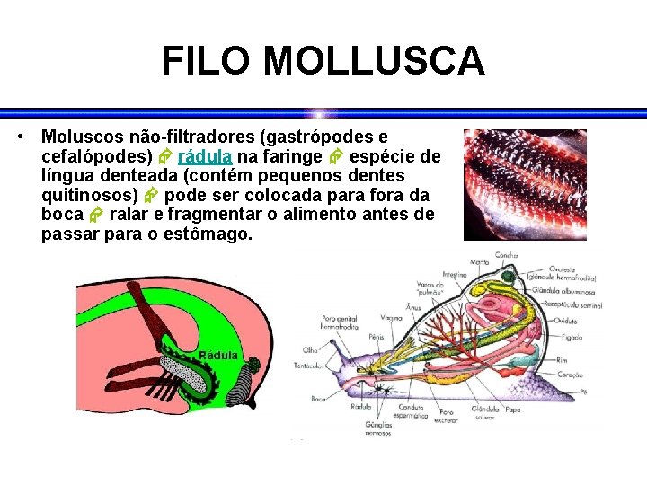 FILO MOLLUSCA • Moluscos não-filtradores (gastrópodes e cefalópodes) rádula na faringe espécie de língua