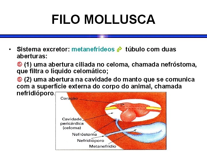 FILO MOLLUSCA • Sistema excretor: metanefrídeos túbulo com duas aberturas: (1) uma abertura ciliada