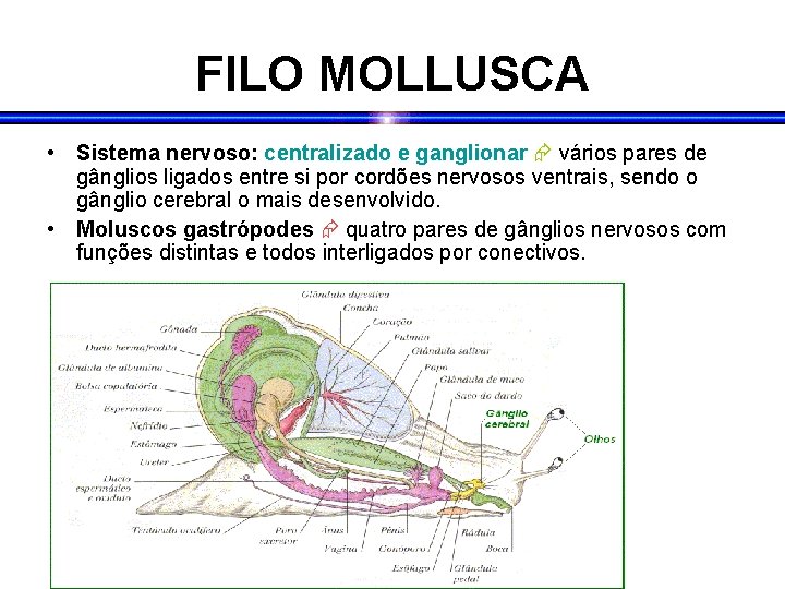 FILO MOLLUSCA • Sistema nervoso: centralizado e ganglionar vários pares de gânglios ligados entre