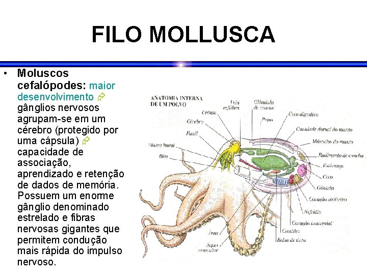 FILO MOLLUSCA • Moluscos cefalópodes: maior desenvolvimento gânglios nervosos agrupam-se em um cérebro (protegido