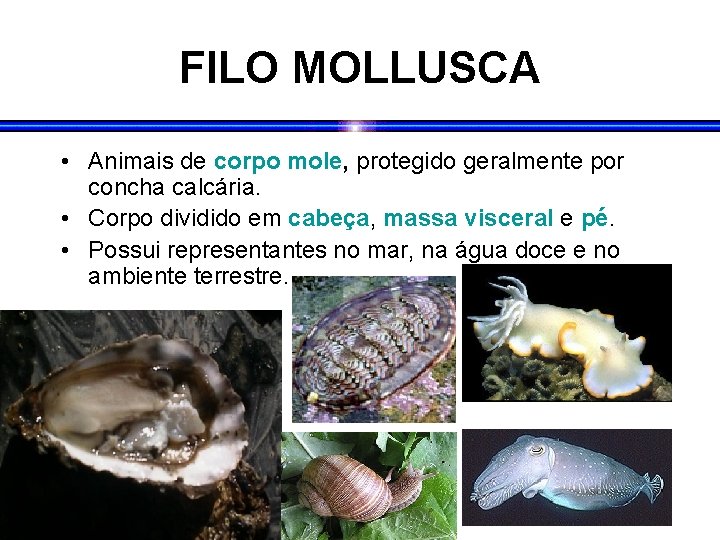 FILO MOLLUSCA • Animais de corpo mole, protegido geralmente por concha calcária. • Corpo