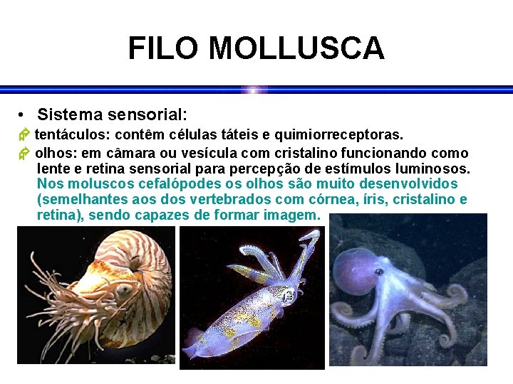 FILO MOLLUSCA • Sistema sensorial: tentáculos: contêm células táteis e quimiorreceptoras. olhos: em câmara