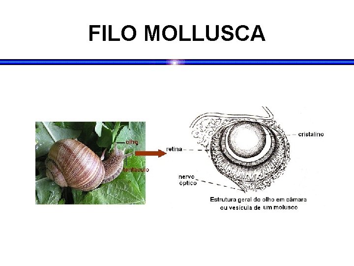 FILO MOLLUSCA 