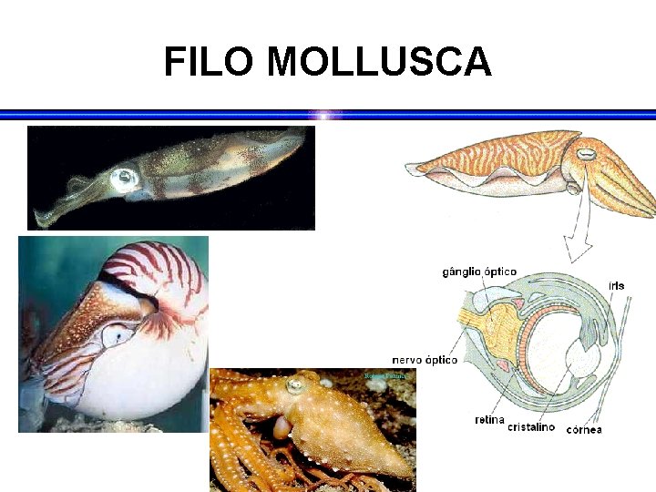 FILO MOLLUSCA 