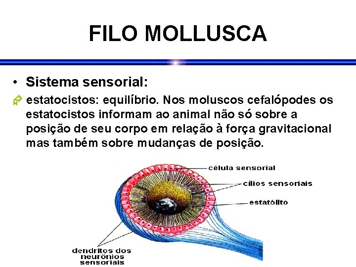 FILO MOLLUSCA • Sistema sensorial: estatocistos: equilíbrio. Nos moluscos cefalópodes os estatocistos informam ao