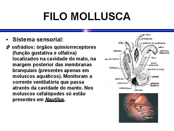 FILO MOLLUSCA • Sistema sensorial: osfrádios: órgãos quimiorreceptores (função gustativa e olfativa) localizados na