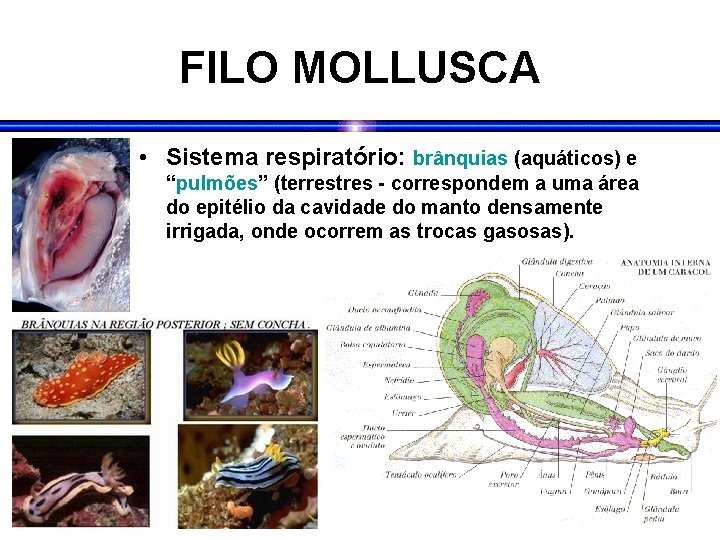 FILO MOLLUSCA • Sistema respiratório: brânquias (aquáticos) e “pulmões” (terrestres - correspondem a uma