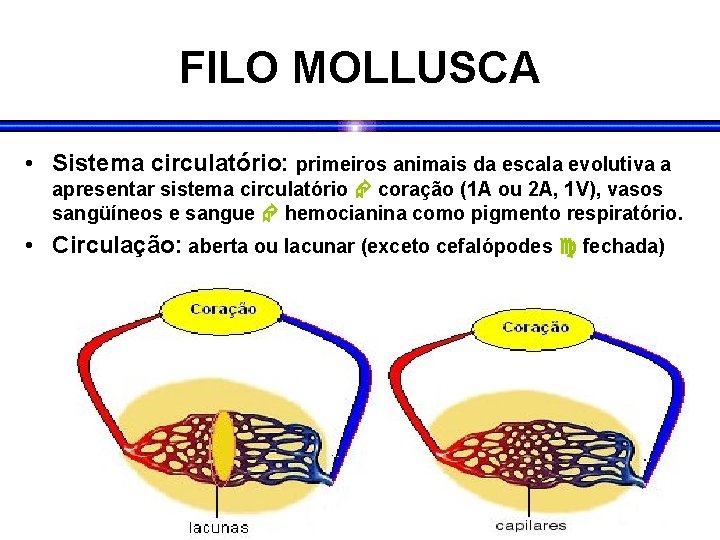 FILO MOLLUSCA • Sistema circulatório: primeiros animais da escala evolutiva a apresentar sistema circulatório