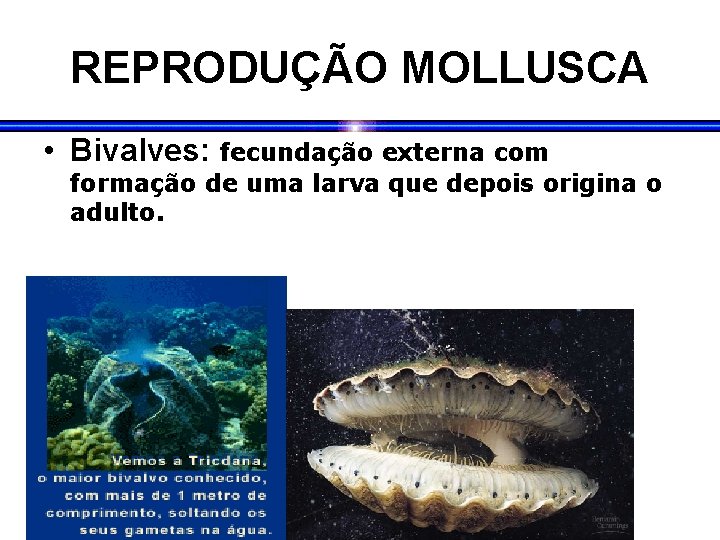 REPRODUÇÃO MOLLUSCA • Bivalves: fecundação externa com formação de uma larva que depois origina