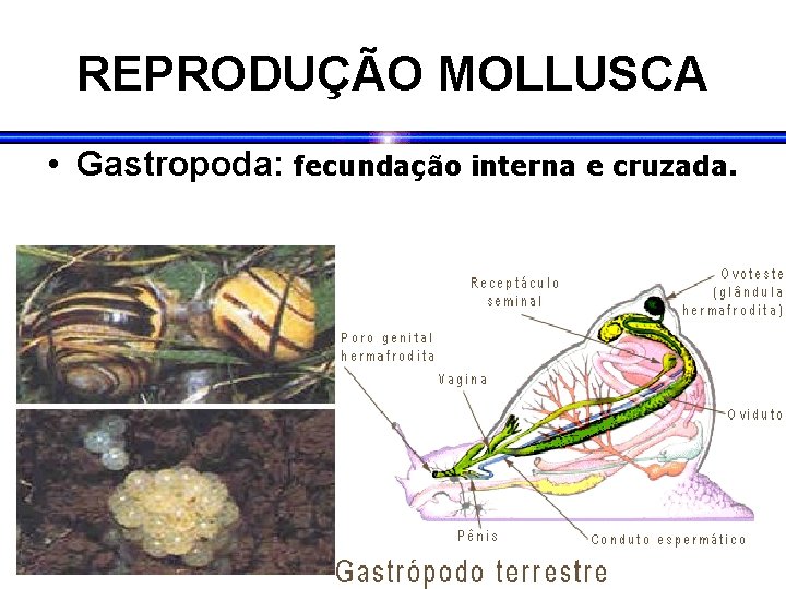 REPRODUÇÃO MOLLUSCA • Gastropoda: fecundação interna e cruzada. 
