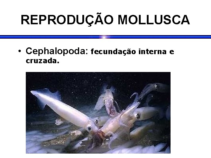 REPRODUÇÃO MOLLUSCA • Cephalopoda: fecundação interna e cruzada. 