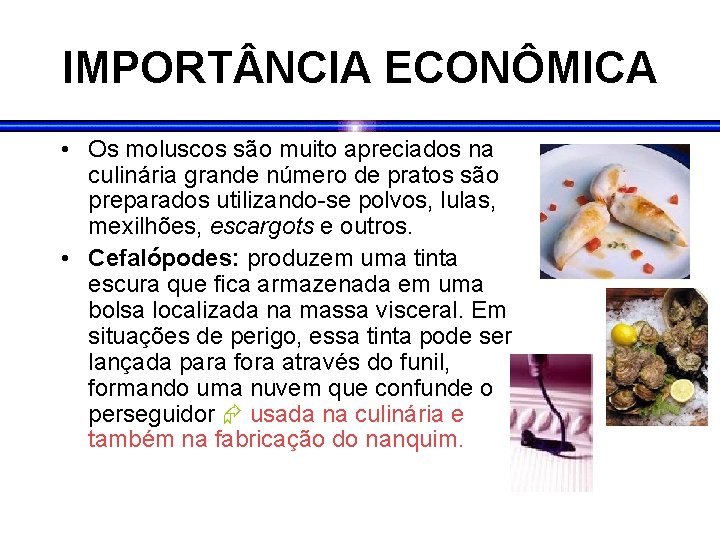 IMPORT NCIA ECONÔMICA • Os moluscos são muito apreciados na culinária grande número de IMPORT NCIA ECONÔMICA • Os moluscos são muito apreciados na culinária grande número de