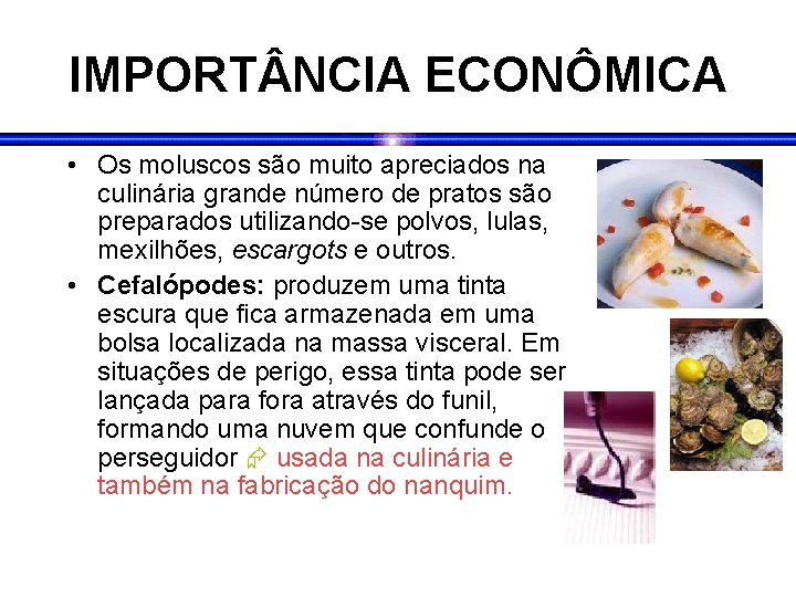 IMPORT NCIA ECONÔMICA • Os moluscos são muito apreciados na culinária grande número de