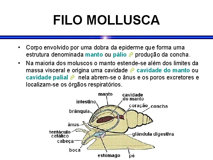 FILO MOLLUSCA • Corpo envolvido por uma dobra da epiderme que forma uma estrutura