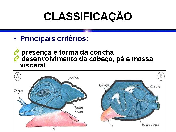 CLASSIFICAÇÃO • Principais critérios: presença e forma da concha desenvolvimento da cabeça, pé e