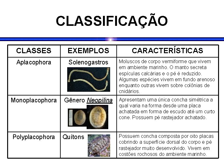 CLASSIFICAÇÃO CLASSES EXEMPLOS CARACTERÍSTICAS Aplacophora Solenogastros Moluscos de corpo vermiforme que vivem em ambiente