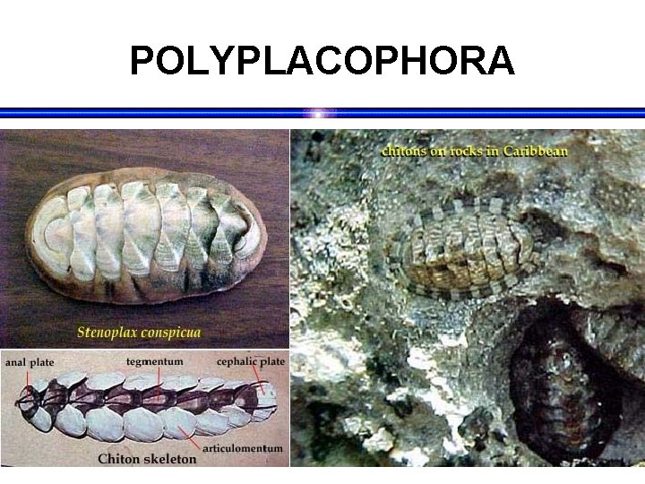 POLYPLACOPHORA 