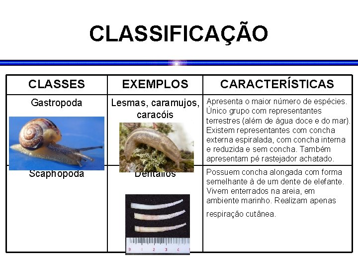 CLASSIFICAÇÃO CLASSES EXEMPLOS CARACTERÍSTICAS Gastropoda Lesmas, caramujos, caracóis Apresenta o maior número de espécies.