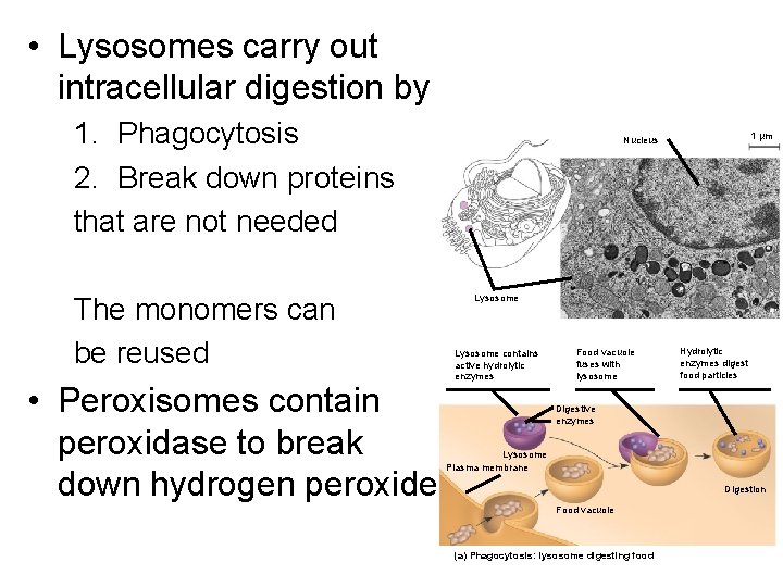• Lysosomes carry out intracellular digestion by 1. Phagocytosis 2. Break down proteins • Lysosomes carry out intracellular digestion by 1. Phagocytosis 2. Break down proteins
