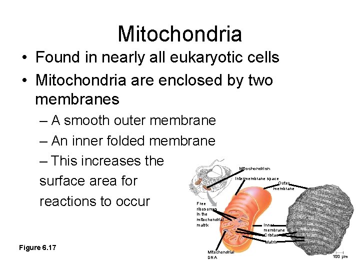 Mitochondria • Found in nearly all eukaryotic cells • Mitochondria are enclosed by two Mitochondria • Found in nearly all eukaryotic cells • Mitochondria are enclosed by two
