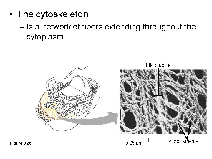 • The cytoskeleton – Is a network of fibers extending throughout the cytoplasm • The cytoskeleton – Is a network of fibers extending throughout the cytoplasm