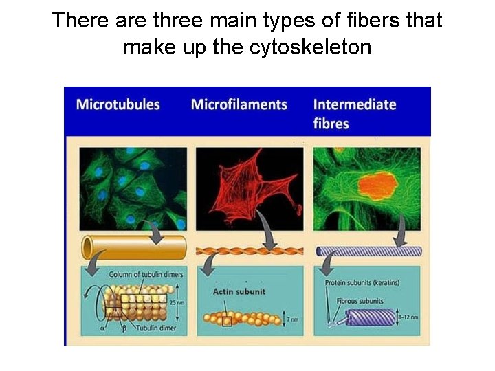 There are three main types of fibers that make up the cytoskeleton There are three main types of fibers that make up the cytoskeleton