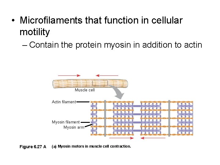 • Microfilaments that function in cellular motility – Contain the protein myosin in • Microfilaments that function in cellular motility – Contain the protein myosin in