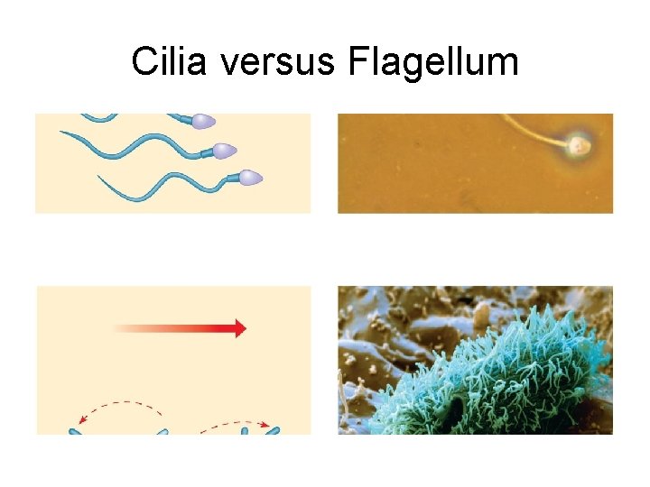Cilia versus Flagellum Cilia versus Flagellum