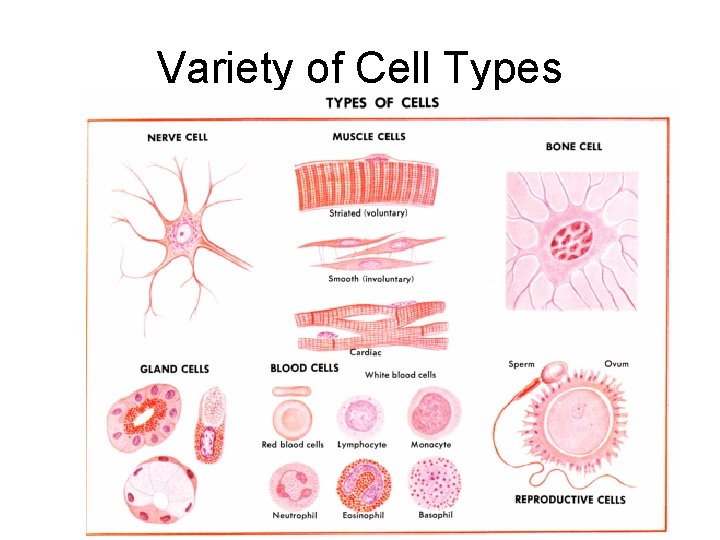 Variety of Cell Types Variety of Cell Types