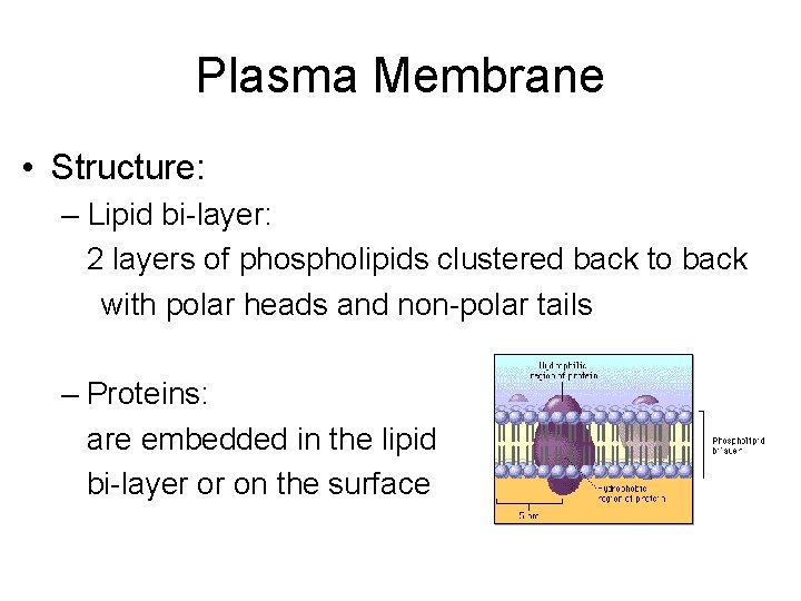 Plasma Membrane • Structure: – Lipid bi-layer: 2 layers of phospholipids clustered back to Plasma Membrane • Structure: – Lipid bi-layer: 2 layers of phospholipids clustered back to