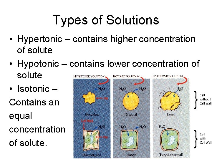 Types of Solutions • Hypertonic – contains higher concentration of solute • Hypotonic – Types of Solutions • Hypertonic – contains higher concentration of solute • Hypotonic –